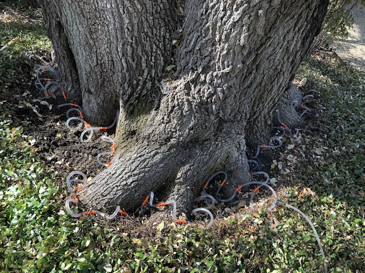 Detailed Tree Cabling and Bracing job site in Bentley