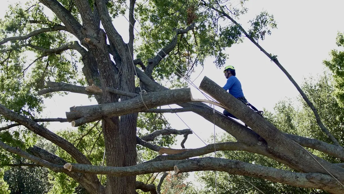 Professional Hazardous Tree Removal performed by certified arborists in Bentley